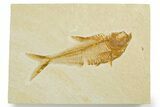 Detailed Fossil Fish (Diplomystus) - Wyoming #355677-1